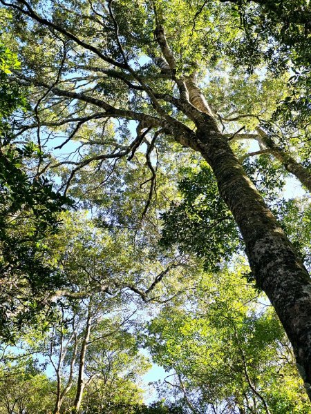 特富野古道-2024嘉遊好步道．來嘉走走2674382