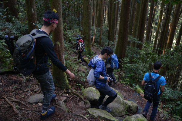 加里山鹿場、杜鵑嶺893658