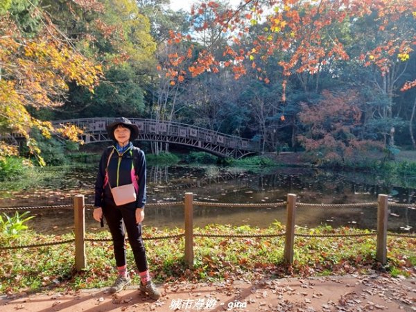 【南投仁愛】光影下的森林療育。 奧萬大國家森林遊樂區步道群2973087