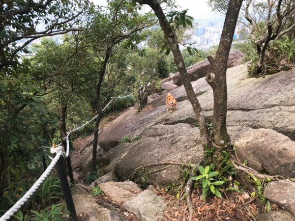 金面山步道1071827