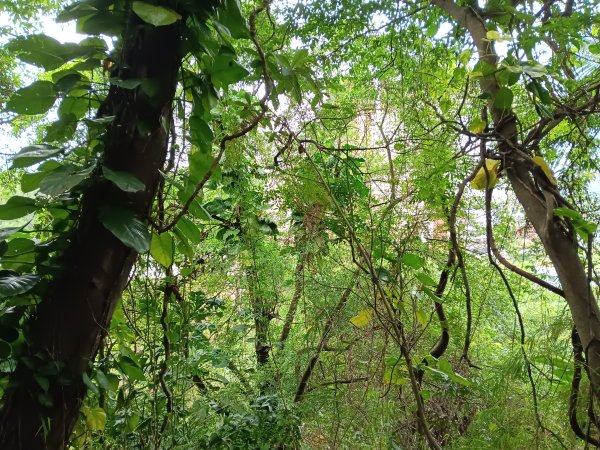 微笑山線和美山螢火蟲段2986169