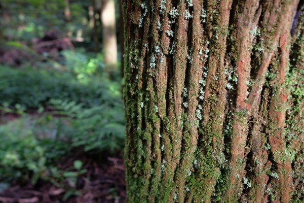 桃園復興區  東卡O縱2823804