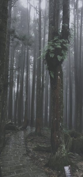 【阿里山森林園區】阿里山神木 八大景點691821