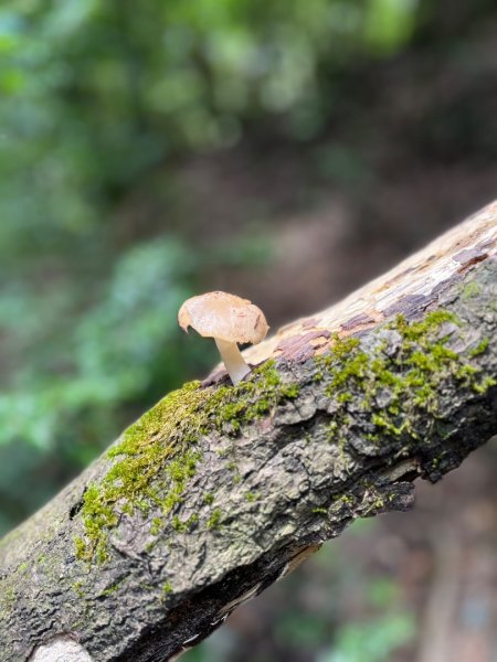 雪見大板根2877617