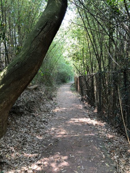 2020.3.23后里鳳凰山、觀音山步道890398