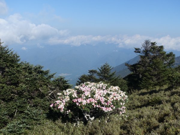 合歡山五座百岳賞杜鵑花587056