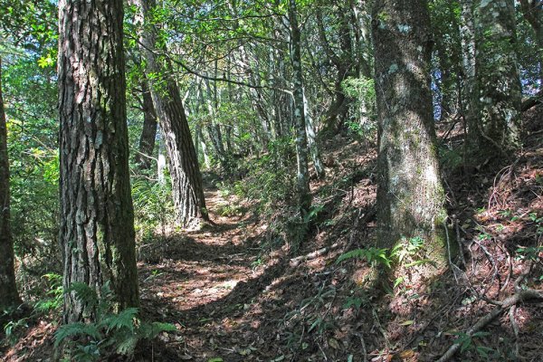 屯野生台山、石麻達山連走497647