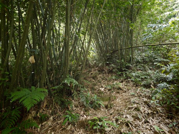 [淡蘭古道] 2026_0531 北路第四段_金字碑古道(上)-牡丹段3071013