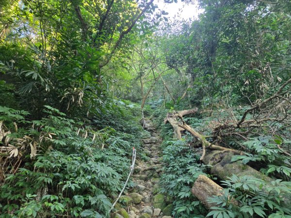 九龍山連走大凍山2955712