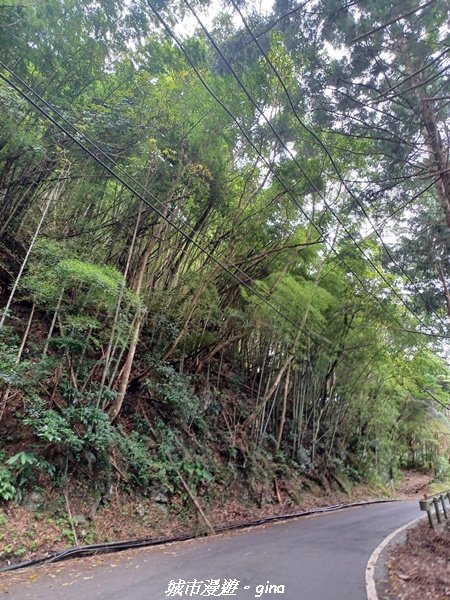 【台中和平】柳杉孟宗竹香杉步道林相豐富。 長壽山(肥崠山)山徑2880620