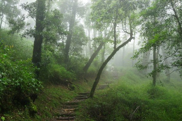 【影片】「映像觀霧」世界影展得獎 讓世界看見台灣、聽見自然