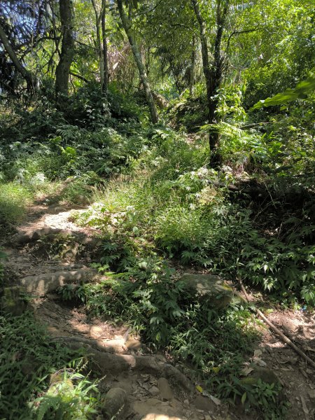 20251004微笑山線：【二格山系】筆架連峰段2904524