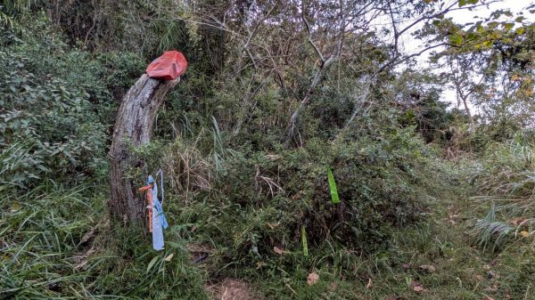 大橫屏山步道2977356