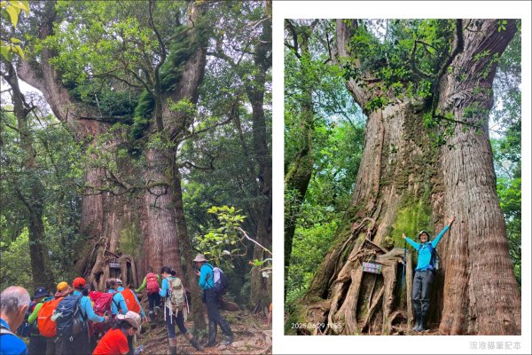【羅馬縱走】山林巨木饗宴，夏季避暑的縱走路線2888208