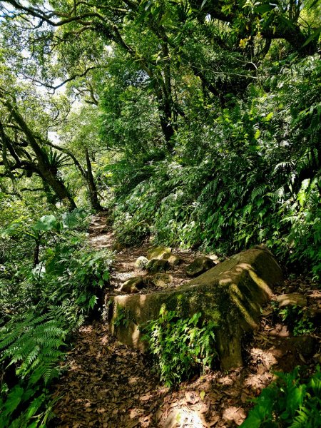 2025年臺北大縱走第二段： 二子坪至小油坑2763786