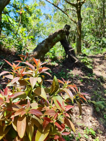微笑山線筆架二格山系2860417