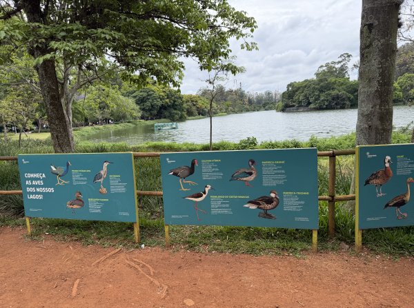 [紐約馬之行-69] 2025_1116 伊比拉布埃拉公園-下2955164