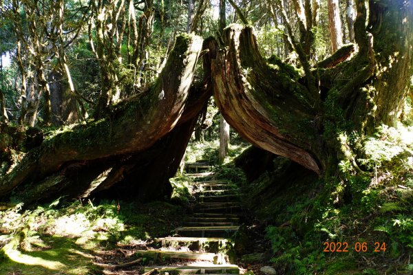 宜蘭 大同 太平山森林遊樂區 鐵杉林自然步道1743703