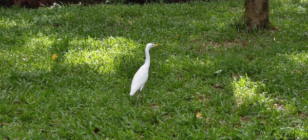 2025/08/03_羊稠森林步道2850670