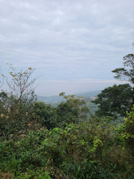 藤山步道之微熱山丘2751670