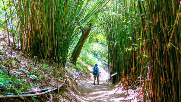 紅壇上紗帽山,花卉中心3016464