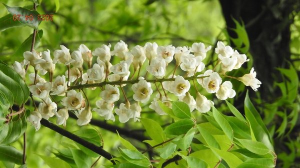 五色鳥和鐘萼木&夕陽晚霞 4/202766520