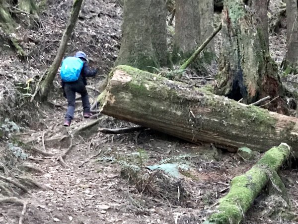 自忠上東水山連走特富野古道1244523