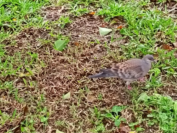 內湖大港墘公園、大湖公園 (防災公園) 【走路趣尋寶】1896639