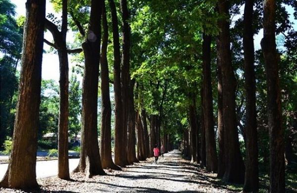 【高雄】漫步森光林影間─新威森林公園