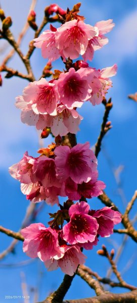 #花卉試驗中心 #永公路500巷 #平菁街42巷 #原住民公園 #士林官邸 1/42980367