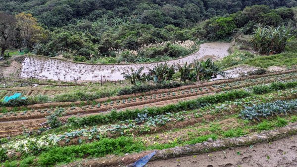 石門茶山步道2396574