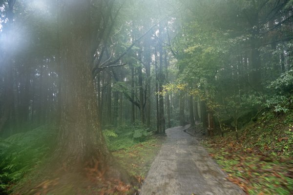 東眼山雨中尋幽2975357