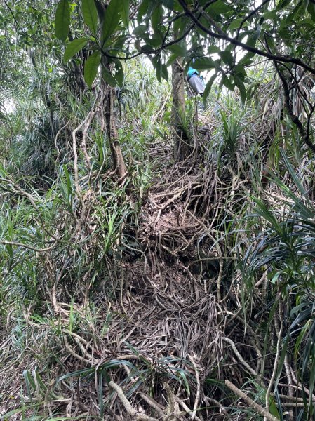 蛇子形古道2511197