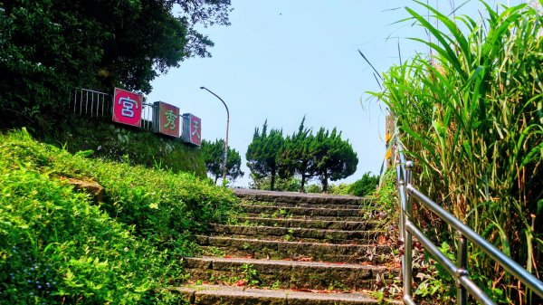 燈秤花3033214