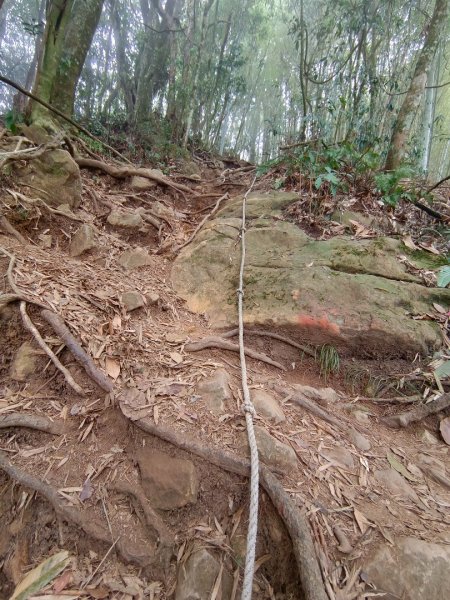 溪頭鳳凰山（米堤飯店香蕉園登山口）2070659