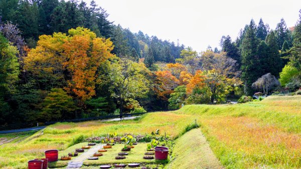 岩手縣中尊寺2930144