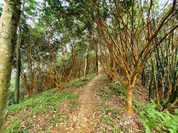 土城天上山，大暖尖山，猴洞，清水石門山，桐花公園，賞螢步道，承天禪寺，桃園福源山1645602