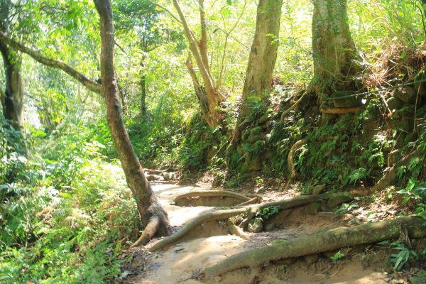 新竹芎林飛鳳山步道 20170323109904