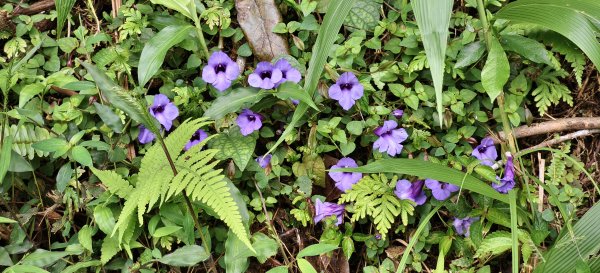 2025/09/20_鵝公髻山步道2892266