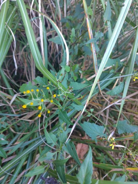 大雪山森林遊樂區 遊客中心 小神木 北三錐山 平石山西北峰2952877
