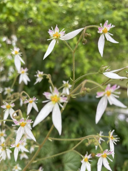 魚猴13連峰2757351