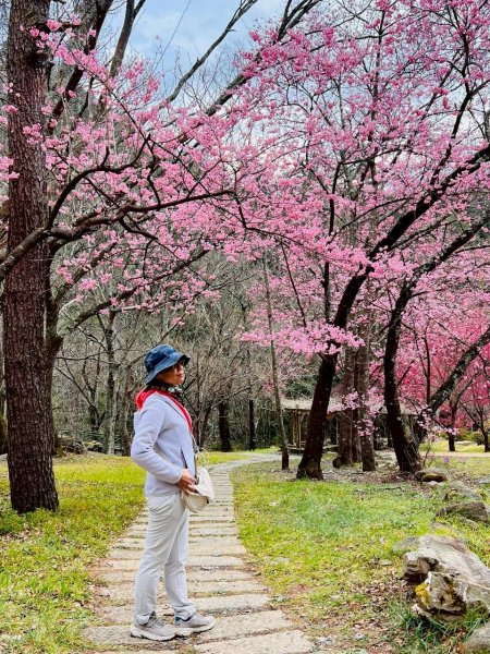 🌈2026.02.14+17武陵櫻花季✨FB：熊熊趴爬走🌈3004309