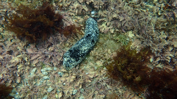 東北角之海 生態萬千52020