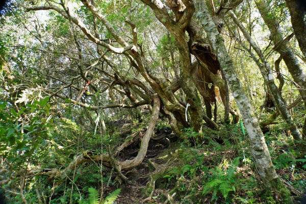 桃園 復興 復興尖山2867097