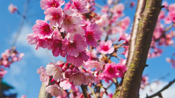 【蛇年走春】高雄桃源 • 世外桃源2700307