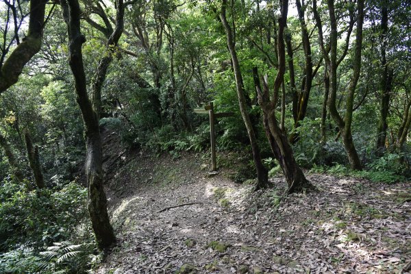 汐止大尖山1435815