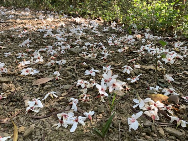 20260418屏東崁頭窩山西峰