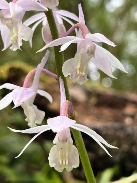 山車廣山.福巴越嶺O-神木群-水晶蘭-根結蘭2756255