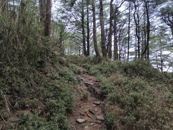 [玉山尋寶任務-08/12] 2025_0824 鹿林山步道_鹿林前山2870913