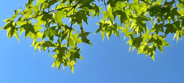 溪頭六連峰O繞2741786